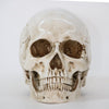 Decorative Craft Skull - Premium  from 𝐵𝑒𝓈𝓉 𝒟𝑒𝒸𝑜𝓇𝓏 - Just $16.42! Shop now at 𝐵𝑒𝓈𝓉 𝒟𝑒𝒸𝑜𝓇𝓏